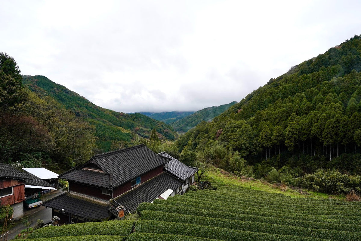 EdoMatcha Organic Tea Farm