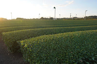 Organic Tea Farm Kagoshima, EdoMatcha