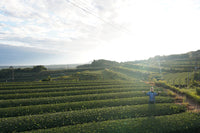 Organic Tea Farm Kagoshima, EdoMatcha