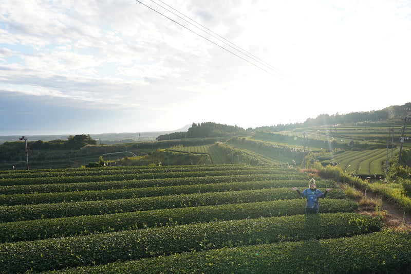 Organic Tea Farm Kagoshima, EdoMatcha